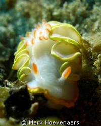 Found this nudibranch while diving "The Point" buoy on Mo... by Mark Hoevenaars 